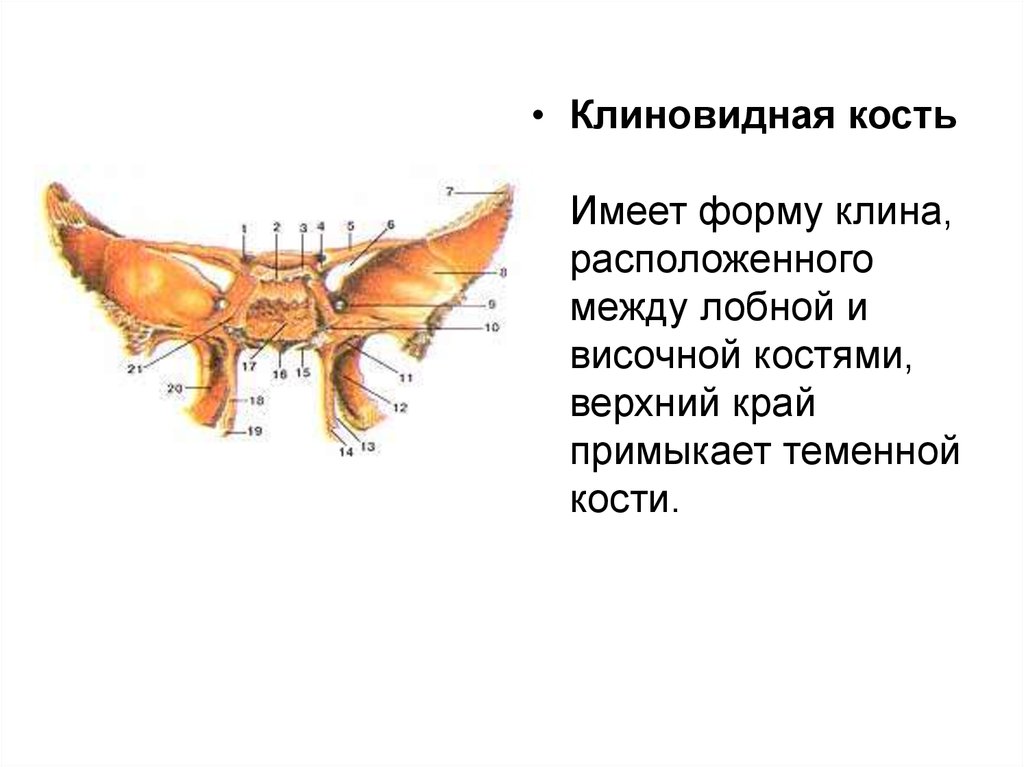 Клиновидная. Клиновидная кость и височная кость. Клиновидная кость черепа располагается между. Лобная и клиновидная кость. Клиновидная кость имеет.