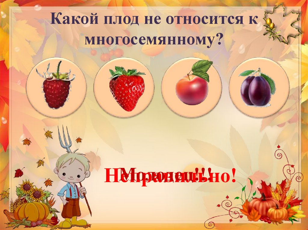 Какой плод 1. Многосемянные плоды. Клубника многосемянной плод. Что не является плодом. Отметь изображение на котором многосемянные плоды клубника.