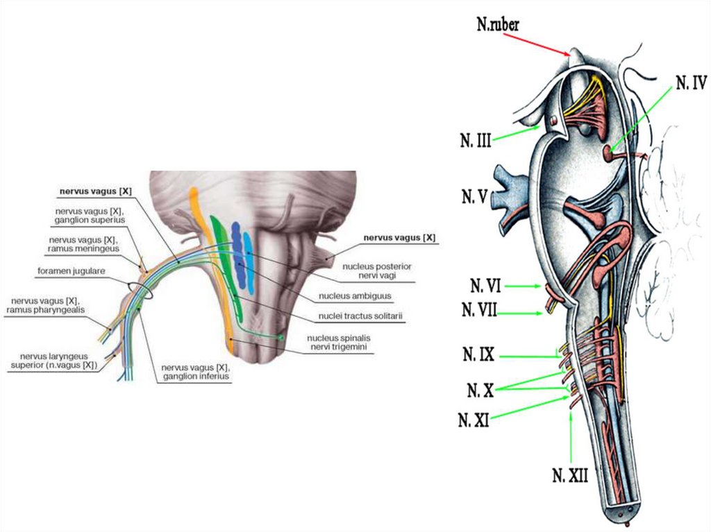 Черепные нервы схема. Ядра черепных нервов в стволе мозга схема. 8 Пара черепных нервов схема. 10 Пара черепных нервов схема. Схема 9 пары черепных нервов.