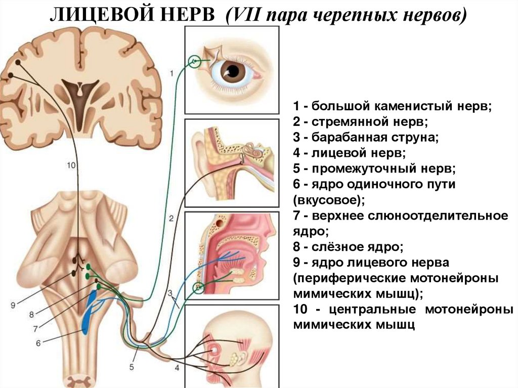 Промежуточный черепной нерв. 7 Пара черепно-мозговых нервов неврология. Ход 7 пары черепно мозговых нервов. 7 Пара черепных нервов ядра. 7 Пара ЧМН ядра.
