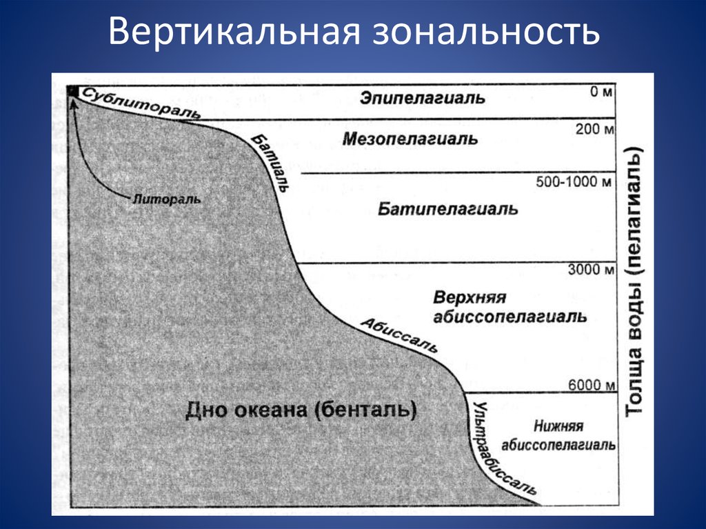 Пелагиаль