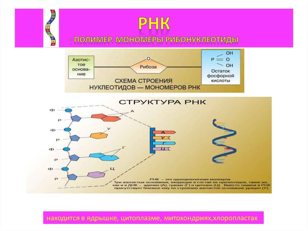 Биополимеры рнк. Строение биополимера РНК. РНК полимер или мономер. РНК название и строение мономера. Мономеры ДНК И РНК.