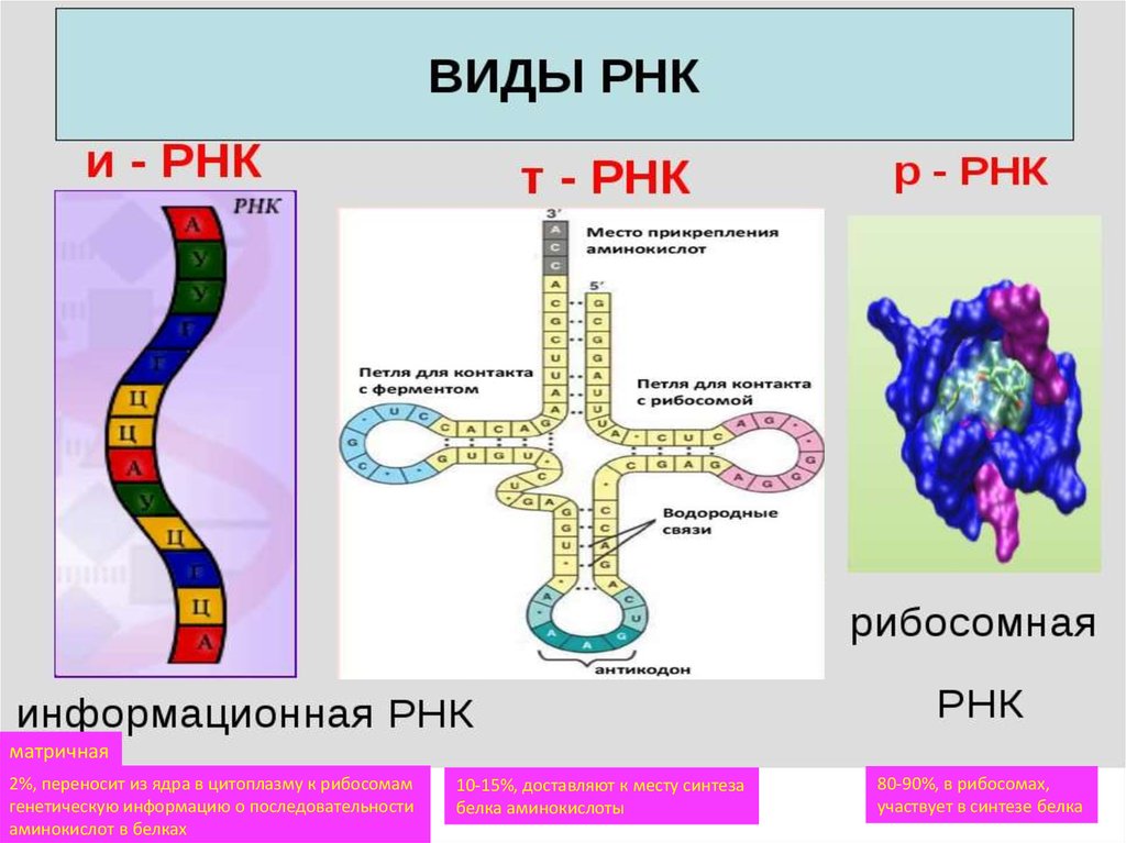 Виды биополимеров рнк