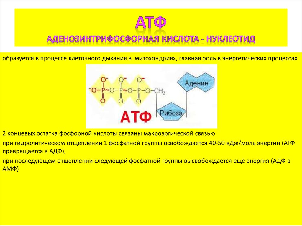 Нуклеотид АТФ. Мономер АТФ. Аденозинтрифосфорная кислота образуется в процессе. Атф отзывы врачей