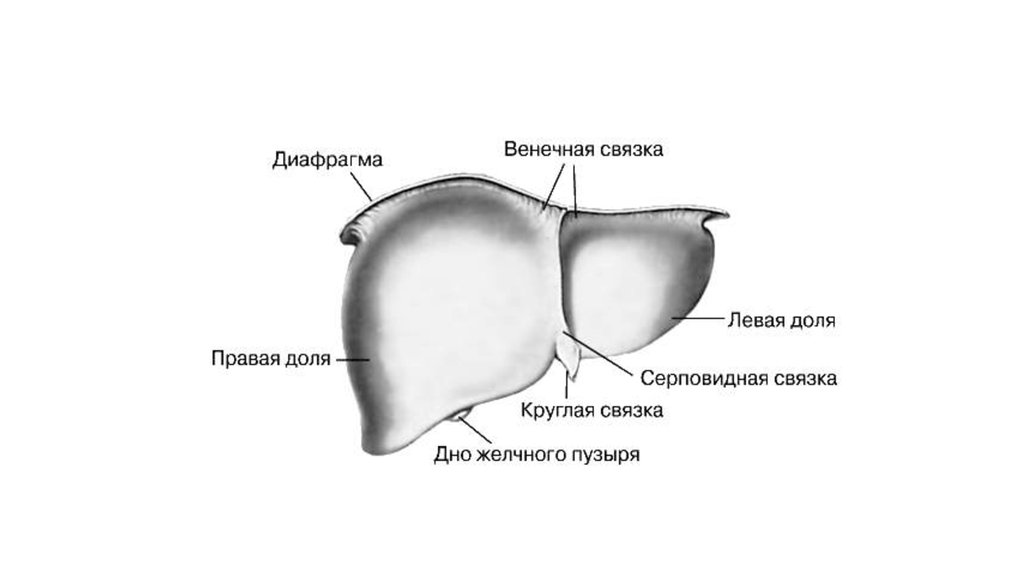 Нижний край. Печень вид спереди диафрагмальная поверхность. Строение печени диафрагмальная поверхность. Внешнее строение печени вид спереди диафрагмальная поверхность. Вдавления печени на диафрагмальной поверхности.