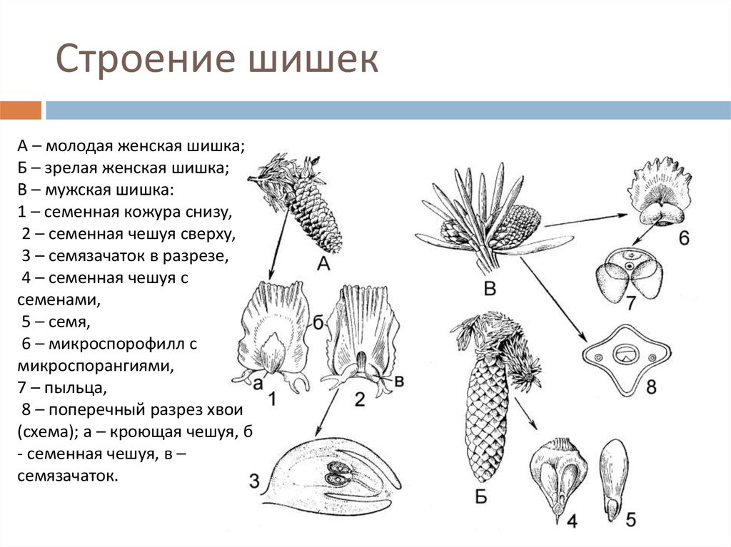 Диаграмма цветка голосеменных растений