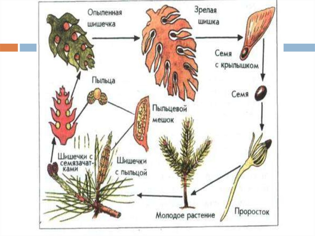 Размножение хвойных шишек. Размножение сосны обыкновенной схема. Цикл размножения голосеменных схема. Жизненный цикл сосны обыкновенной схема. Цикл голосеменных растений схема.