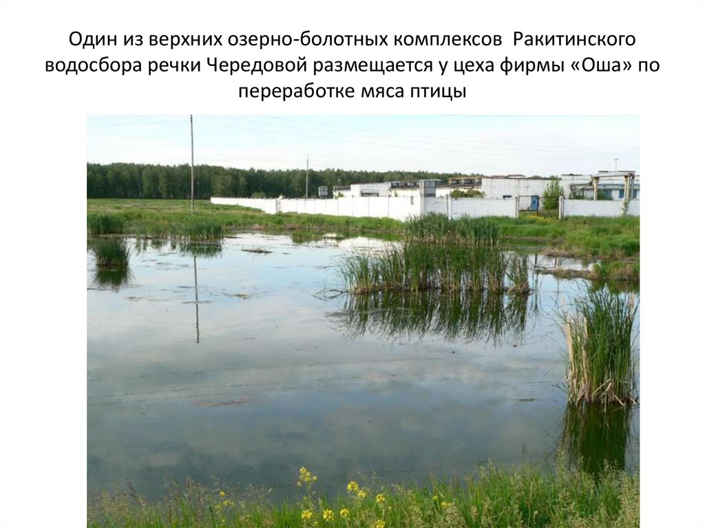 Один из верхних озерно-болотных комплексов Ракитинского водосбора речки Чередовой размещается у цеха фирмы «Оша» по переработке