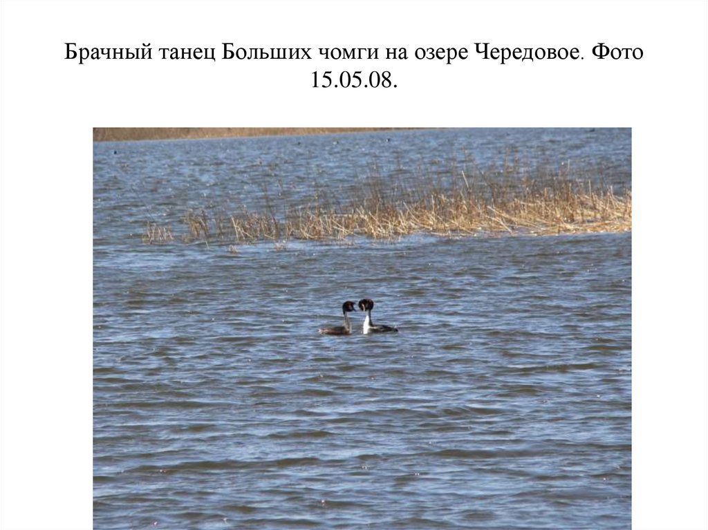 Брачный танец Больших чомги на озере Чередовое. Фото 15.05.08.