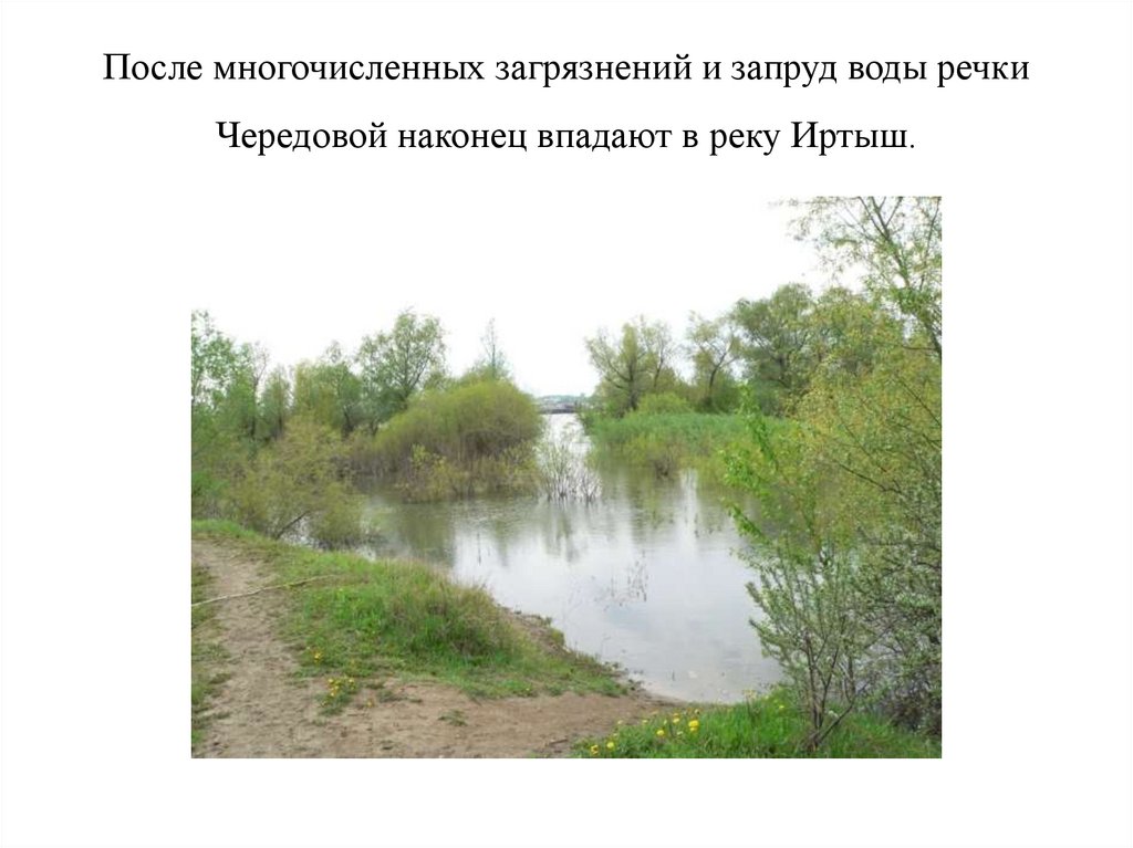 После многочисленных загрязнений и запруд воды речки Чередовой наконец впадают в реку Иртыш.