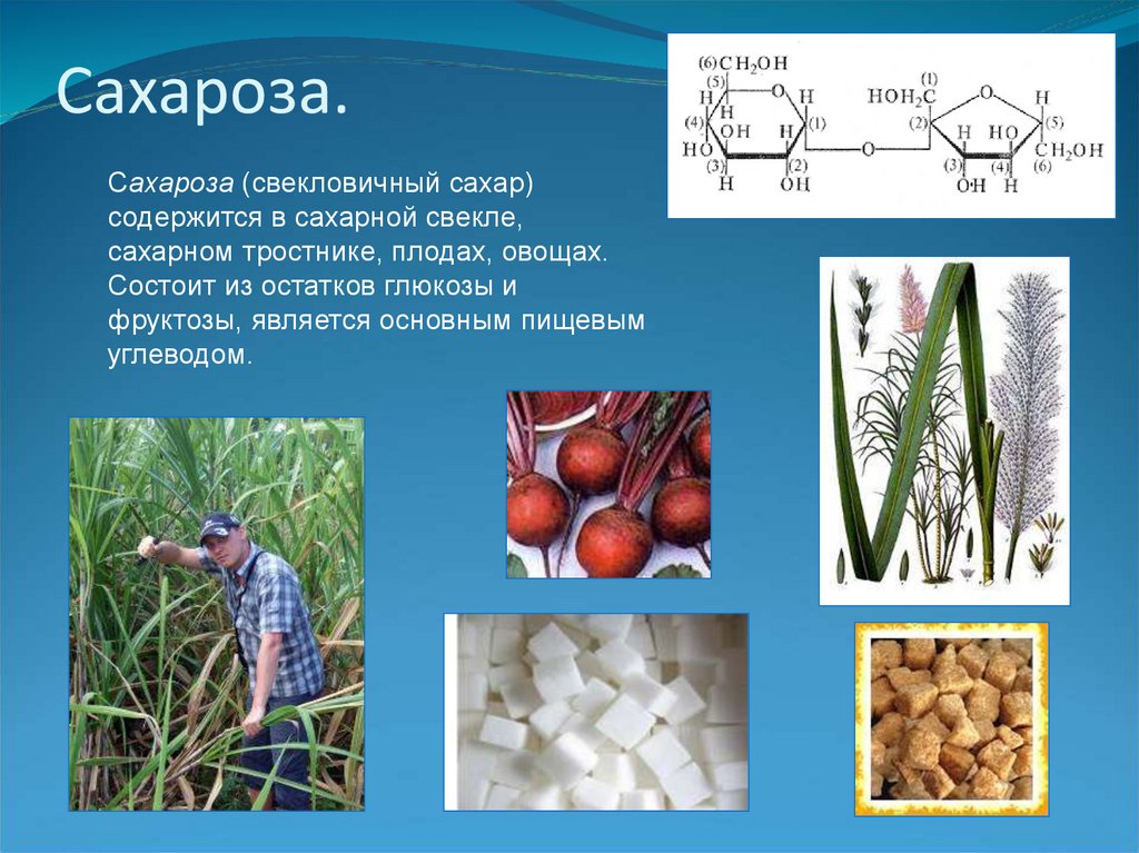 Нахождение в природе углеводов. Сахароза. Сахароза в растениях. Сахароза тростниковый сахар. Сахарид в сахарной свекле и сахарном тростнике.