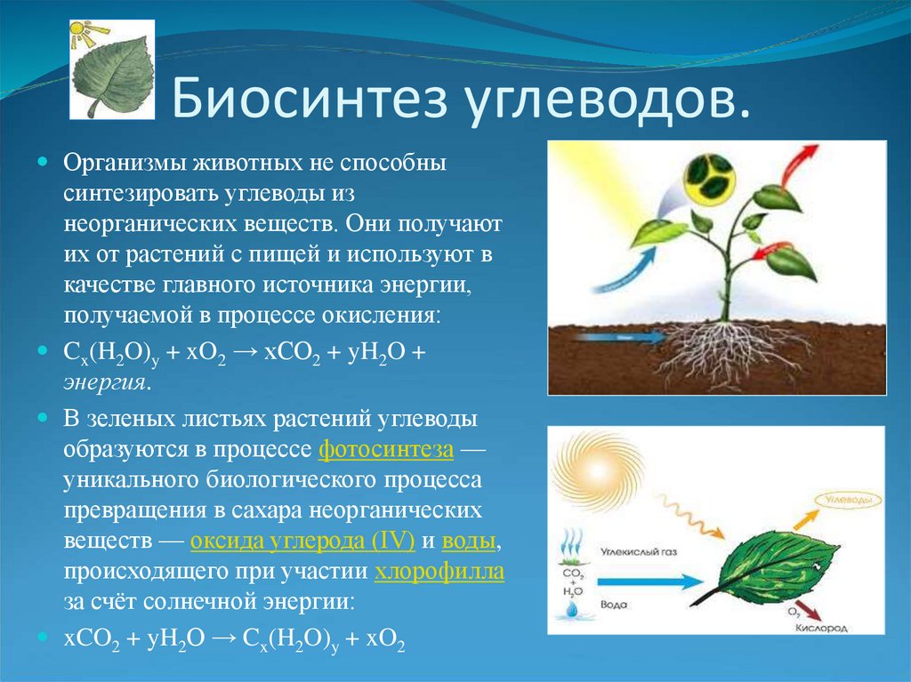 Источник углерода для растений образуется