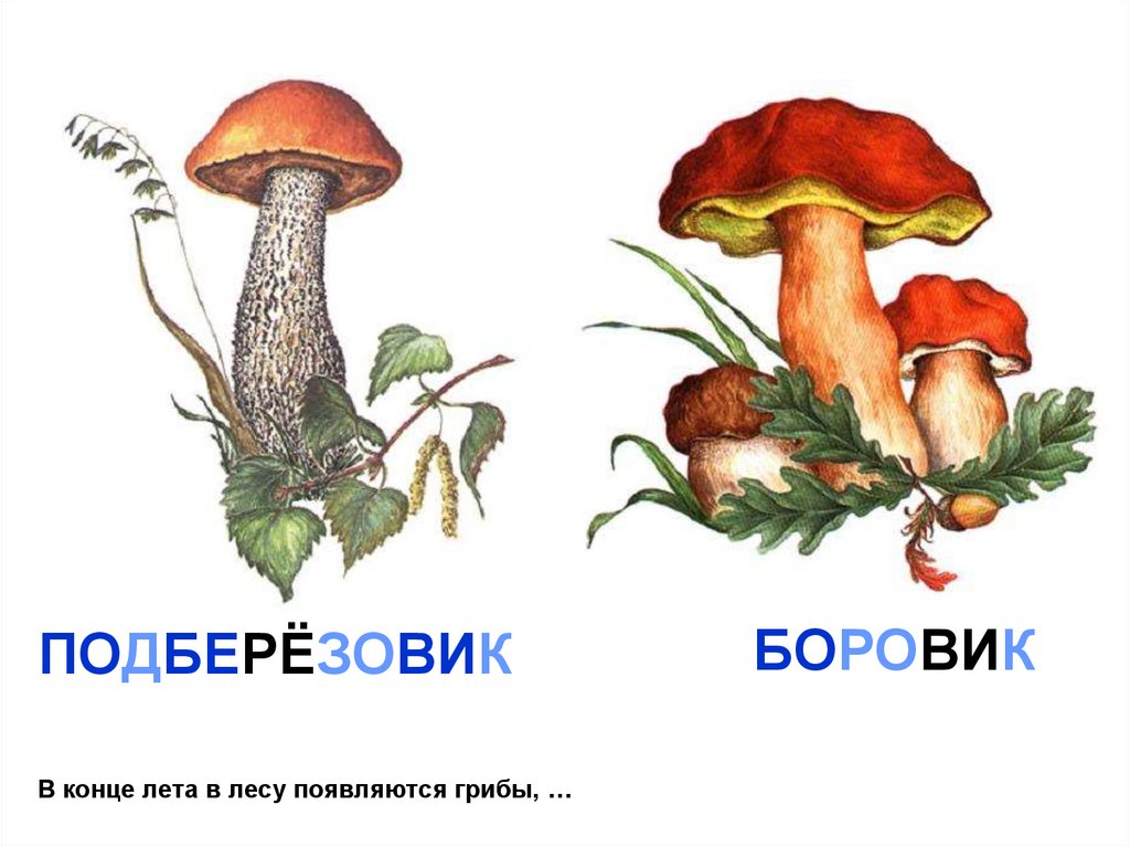 В конце лета в лесу появляются грибы, …