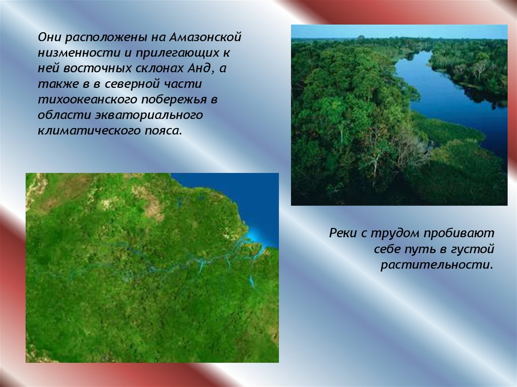 Амазонская низменность понижение рельефа в каком направлении. Амазонская низменность география 5 класс. Амазонская низменность слайд. Амазонская низменность природные зоны. Амазонская низменность сообщение.