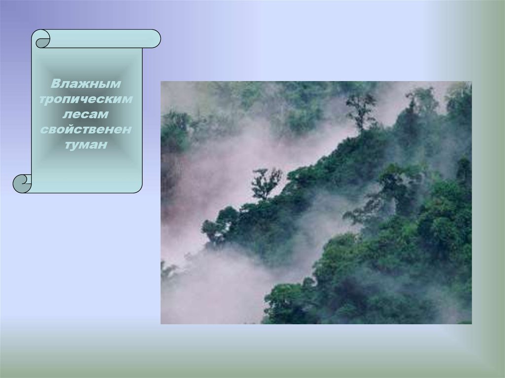 Мир влажности. Влажные тропические леса туман. Экваториальные леса в тумане. Туманный лес Южная Америка. Влажная Тропическая местность туман.