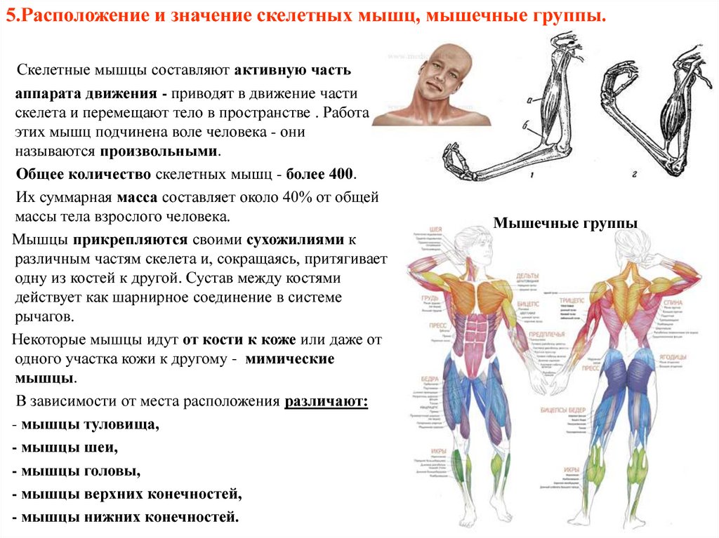 Назовите функции мышц. Мышцы человека строение и функции. Расположение скелетных мышц. Основные группы скелетных мышц. Значение скелетных мышц.