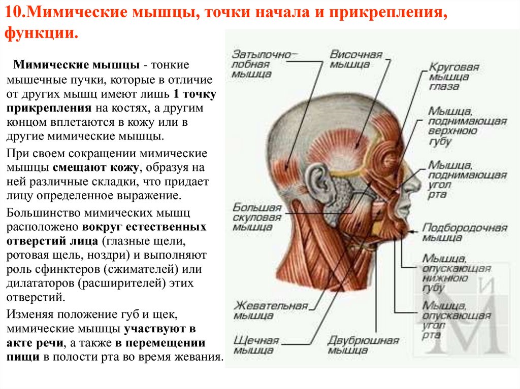 Функция лица. Точки начала и прикрепления мимических мышц. Мышцы головы мимические и жевательные функции. Функции мимических мышц головы. Мышцы головы и шеи название мышцы начало прикрепление функция.