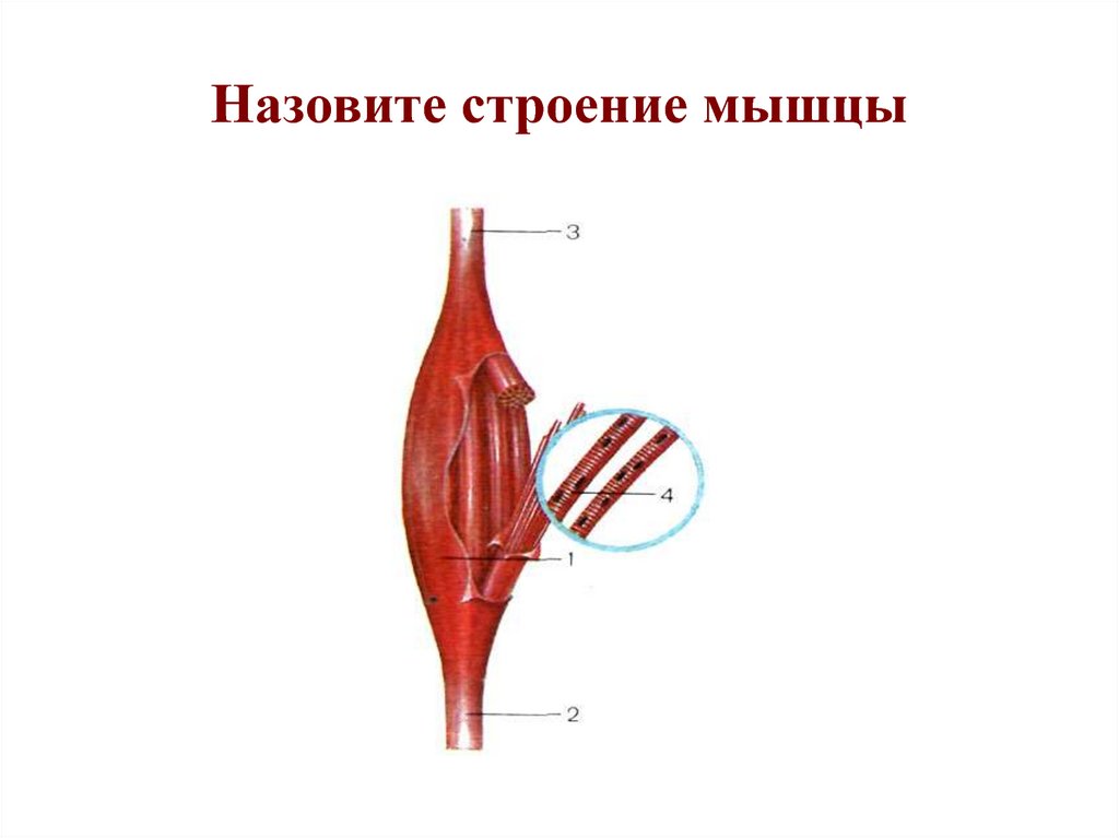 Как называется строение. Строение мышцы без подписей. Внешнее строение мышцы. Строение скелетной мышцы без подписи. Брюшко скелетной мышцы это.