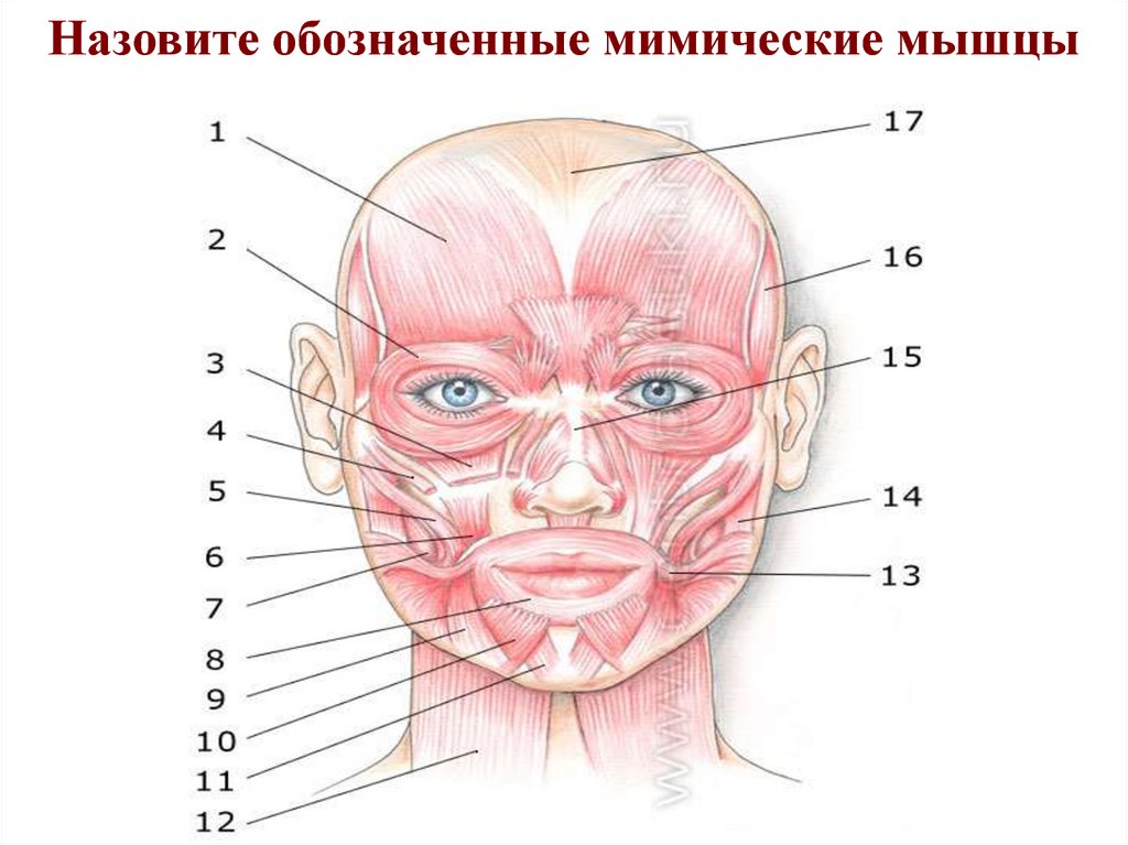 Мимические мышцы рисунок - 98 фото