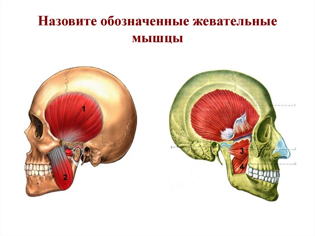 Жевательные мышцы схема