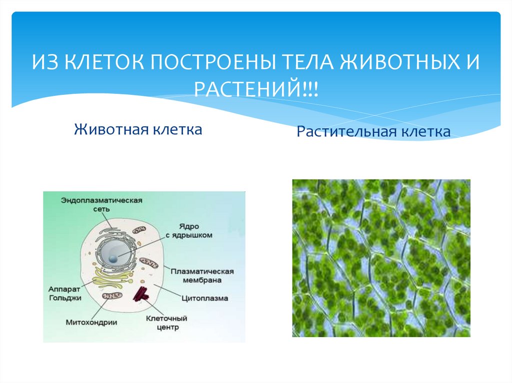 Строение клеток высших растений