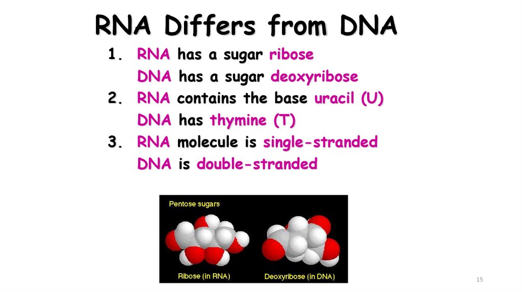 RNA Differs from DNA