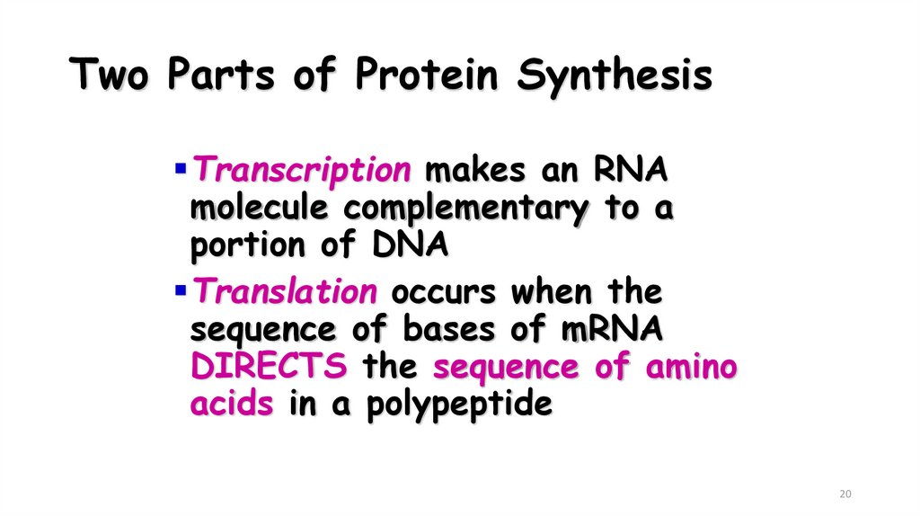 Two Parts of Protein Synthesis