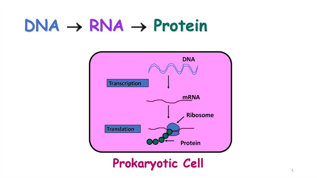 DNA  RNA  Protein