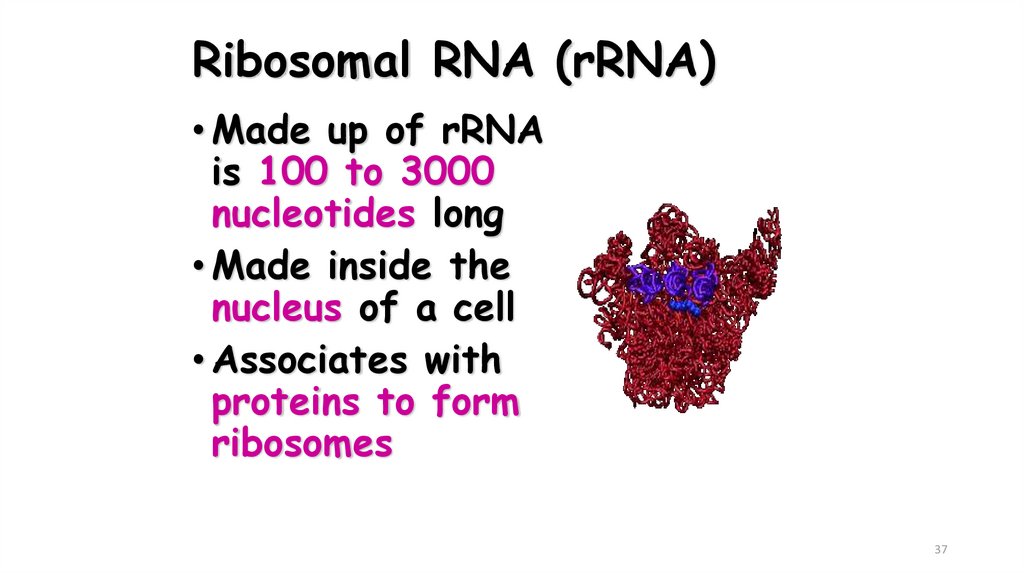 Ribosomal RNA (rRNA)