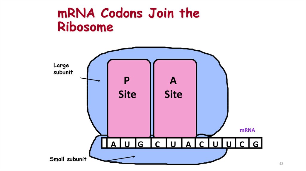 mRNA Codons Join the Ribosome
