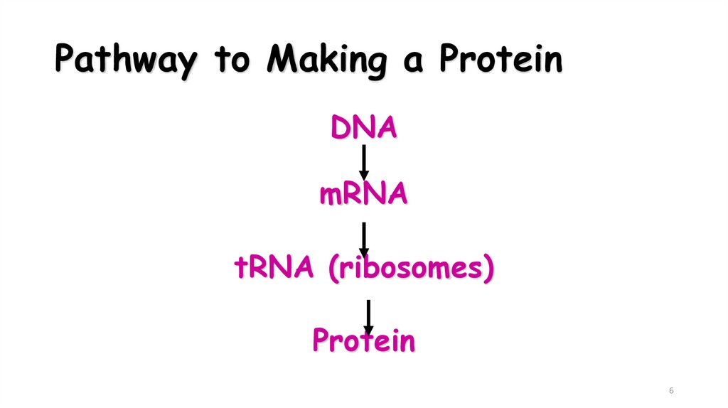 Pathway to Making a Protein