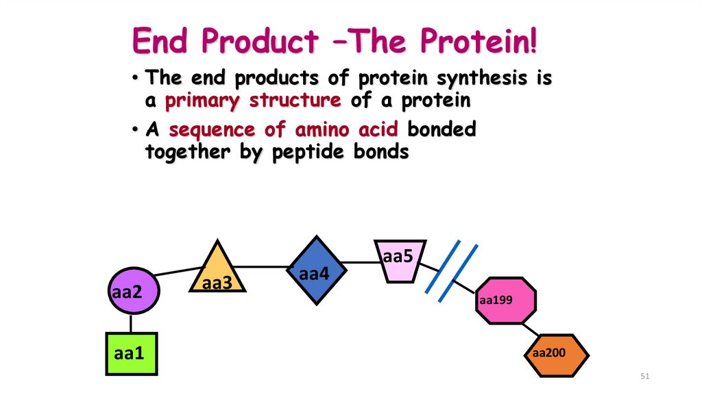 End Product –The Protein!