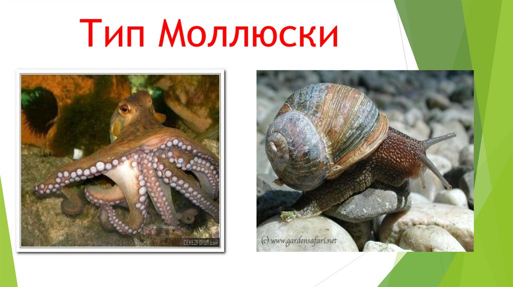 Тип моллюски 7 класс