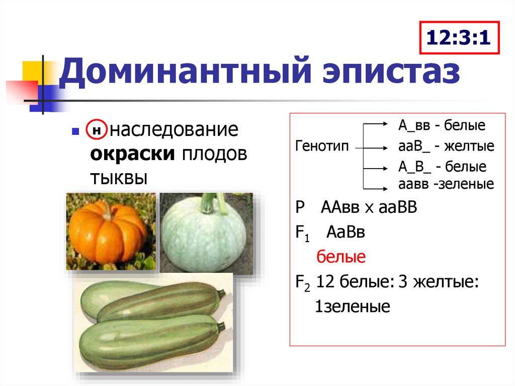 У тыквы желтая окраска. Наследование окраски плодов тыквы доминантный эпистаз. Эпистаз доминантный и рецессивный. Наследование окраски зерен кукурузы эпистаз. Эпистаз наследование окраски плодов у тыквы.