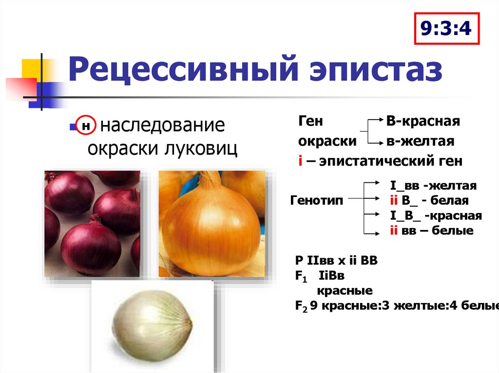 Ген красной. Эпистаз генетика. Наследование окраски зерен кукурузы эпистаз. Задачи на эпистаз с решением генетика. Неаллельное взаимодействие генов рецессивный эпистаз.