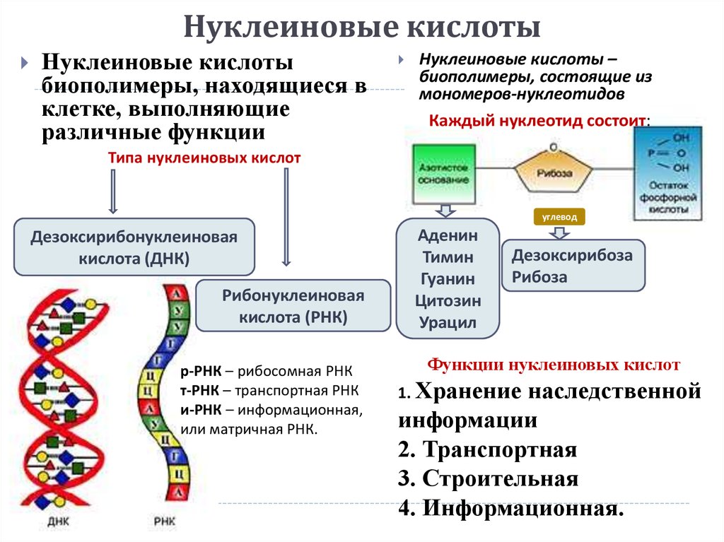 Химический уровень организации