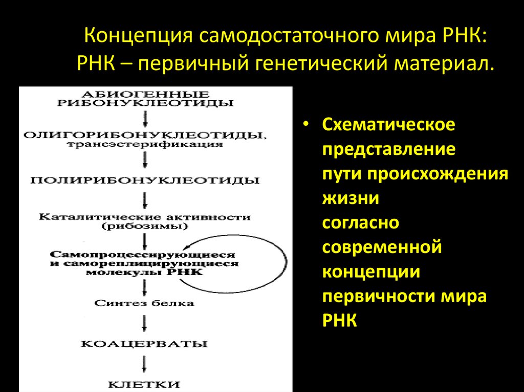 Путь представление. Мир РНК теория происхождения жизни. Концепция РНК мира. Современные представления о возникновении жизни мир РНК. Концепция мира.