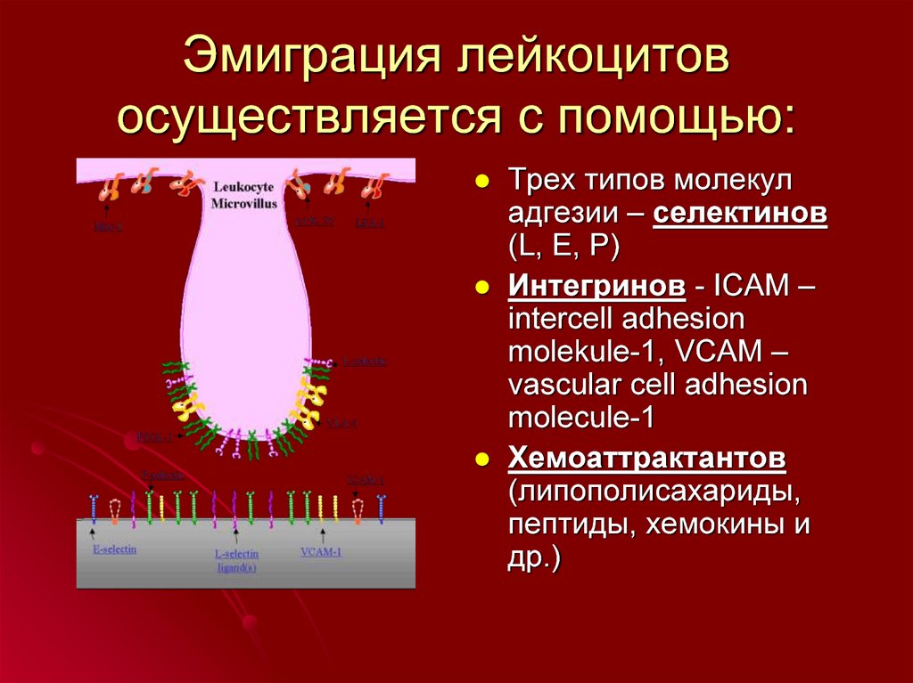 Эмиграция лейкоцитов это