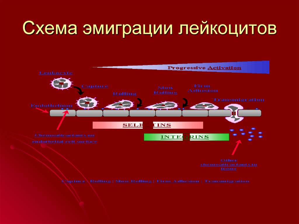 Воспаление 2. Схема эмиграции лейкоцитов. Стадии миграции лейкоцитов. Эмиграция лейкоцитов. Схема миграции лейкоцитов.