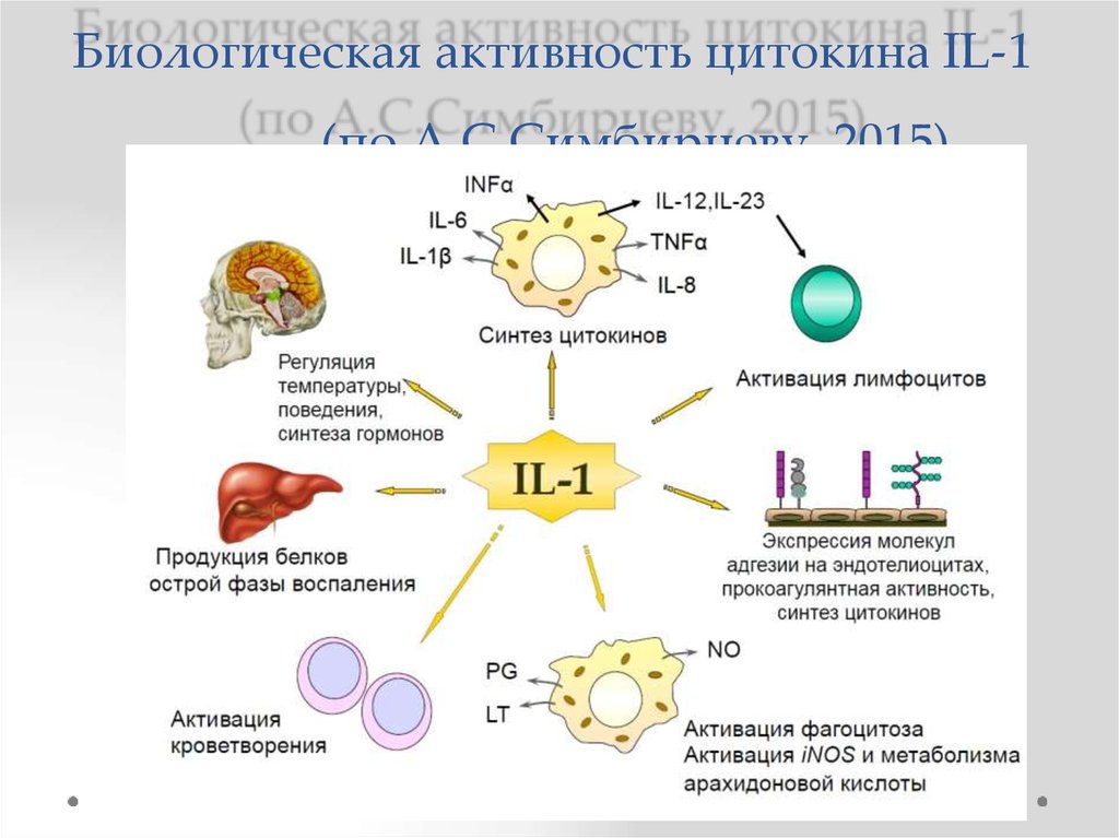 Классификация цитокинов презентация