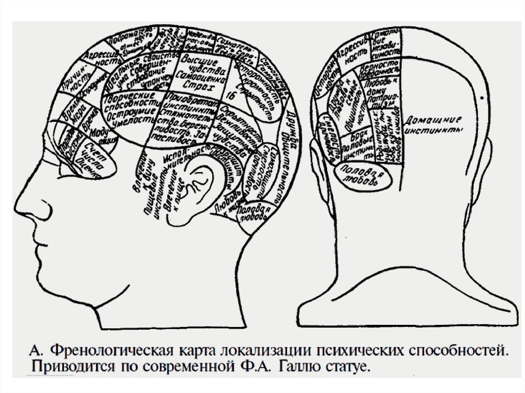 Локализация психических функций в мозге. Локализация психических функций в головном мозге. Френологическая карта локализации психических способностей. Локализация психических функций в коре. Карта коры головного мозга.