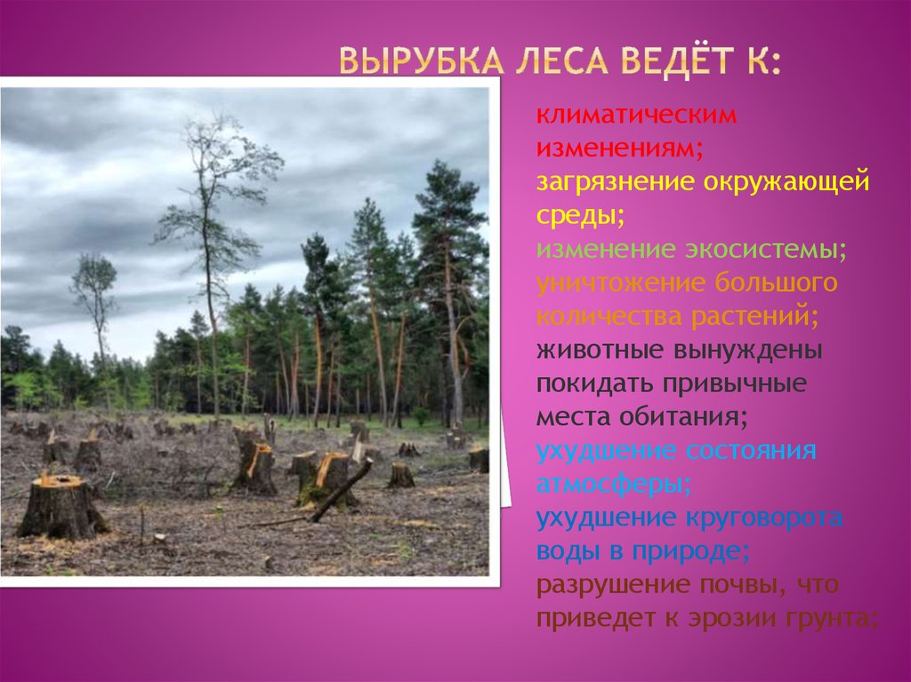 Русская природа весной преподносит нам впр. Последствия вырубки лесов. Влияние вырубки лесов. Негативные последствия вырубки лесов. Причины вырубки лесов.