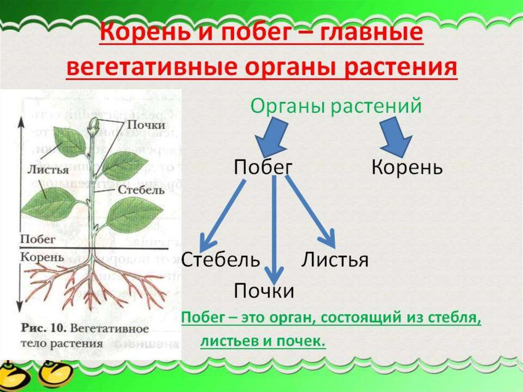 Схема развития побега из почки