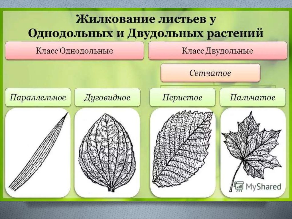 Сетчатое жилкование имеют. Для двудольных растений характерно жилкование. Жилкование листьев у однодольных растений. Какое жилкование листьев у однодольных растений. Типы жилкования листа.