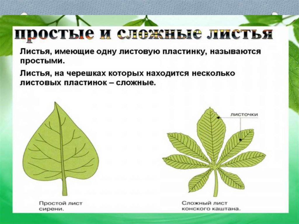 Тип листа простой сложный. Простые листья биология 6 класс. Простые и сложные листья. Просто и сложный лист. Сложных и простых листьев.