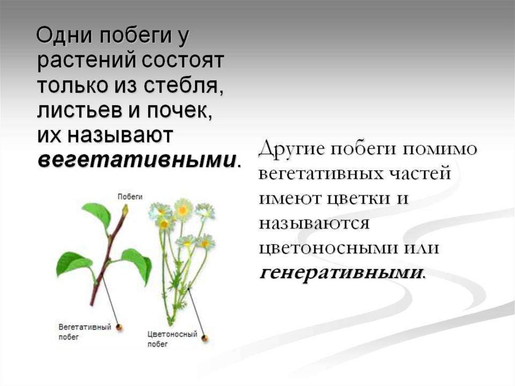 Побег состоящий из листьев почек называют. Побег надземная часть растения. Вегетативный побег растения. Вегетативные и генеративные побеги. Побег растения состоит из.