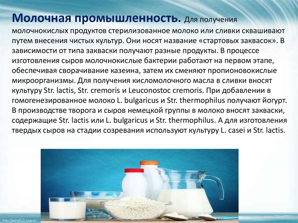 Почему молочный продукт. Закваски для молочной промышленности. Закваски в производстве молочных продуктов. Молоко процесс скисания. Молочнокислые культуры.