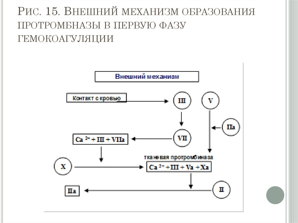 Внешний механизм. Схема первой фазы гемокоагуляции. Сущность II фазы гемокоагуляции. Механизм гемокоагуляции. Механизмы кроветворения и гемокоагуляции..