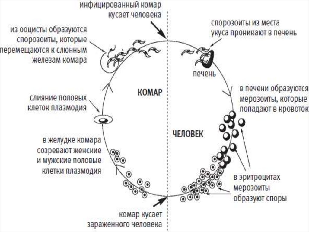 Мужской половой цикл. Жизненный цикл малярийного плазмодия схема. Цикл развития малярийного плазмодия схема. Мерозоиты малярийного плазмодия это. Цикл развития малярийного плазмодия.