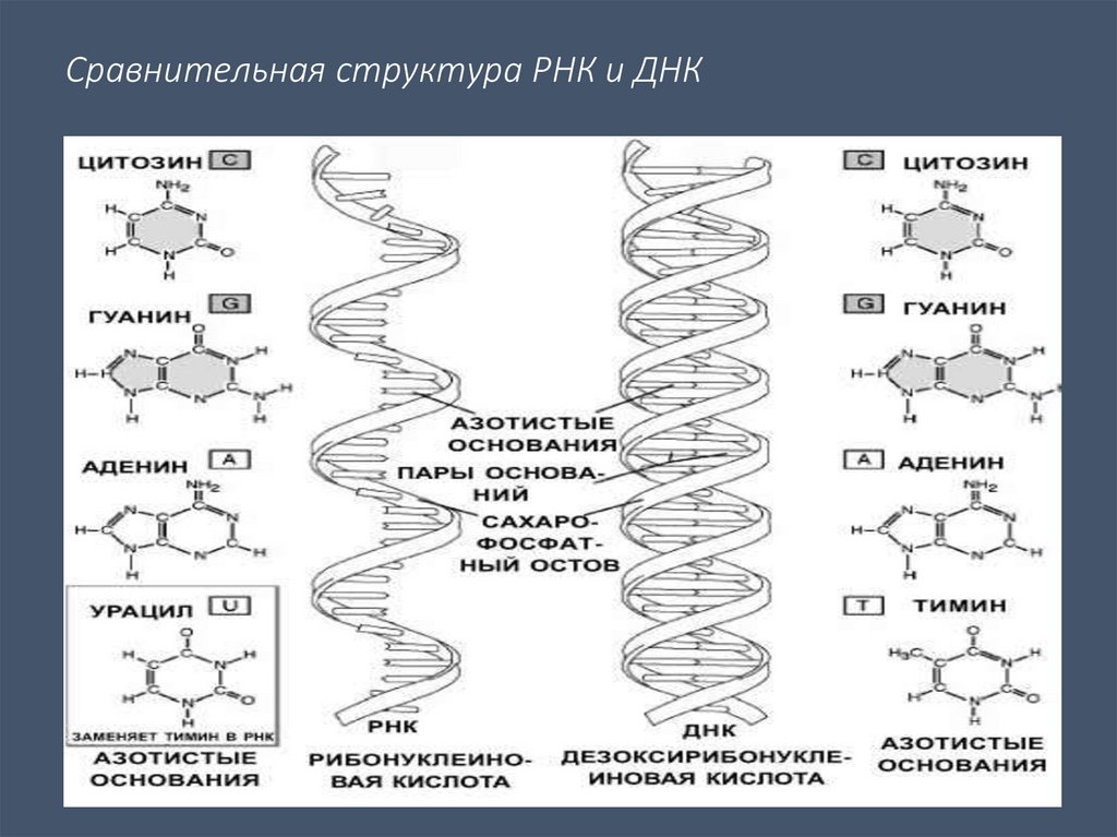 Структура молекулы днк рнк. Структура ДНК И РНК. Структура ДНК И РНК строение. Структура дезоксирибонуклеиновой кислоты (ДНК).. Строение молекулы ДНК И РНК кратко.